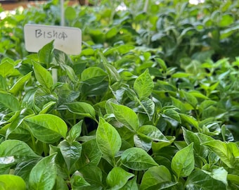 Bishop's Crown Pepper- 4 Live Seedlings