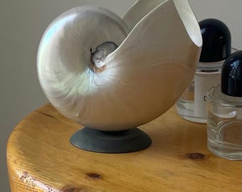 Vintage Pearl Nautilus Shell on Brass Base