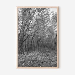 Impression noir et blanc forêt d&#39;automne : photographies monochromes de la nature (téléchargement numérique)