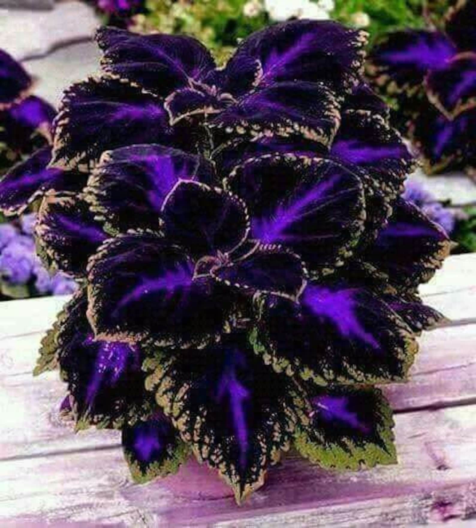 Coleus Black Blue 20 Seeds / Coleus Scutellarioides Etsy