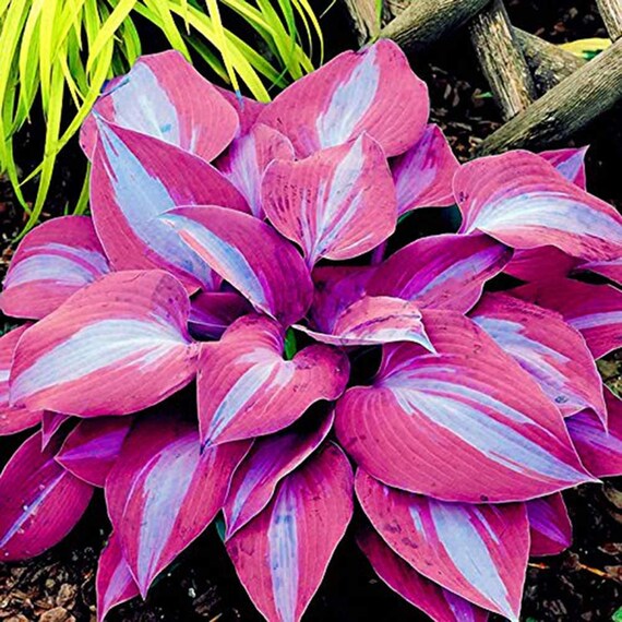 Hosta Pink 20 Seeds / Plantain Lilies / Fragrant Plaintain Etsy Canada