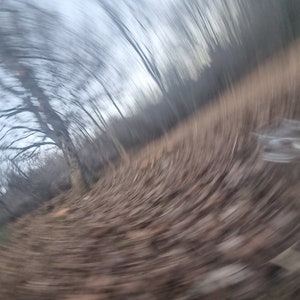 Forest in the Reggio Apennines - concept photo in motion