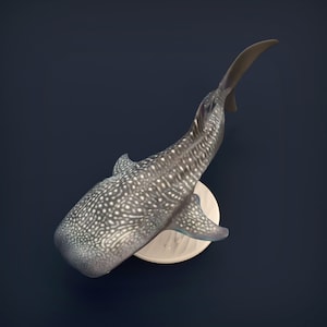 Resin 3D Printed whale shark High detailed Resin in different sizes, indoor or outdoor
