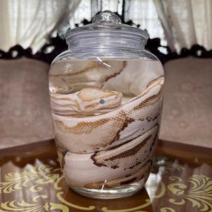 May include: A clear glass jar with a lid containing a preserved snake submerged in liquid. The snake has a light cream-colored body with distinct brown patterned markings along its back and sides, coiled neatly inside the transparent container.