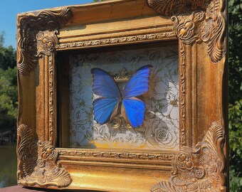 Blue Morpho Butterfly/ Framed Morpho Peleides