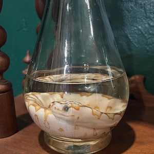 May include: A clear glass decanter containing a preserved snake specimen. The snake has a light cream-colored body with tan, irregular blotched markings along its back and sides. The snake is coiled at the bottom of the glass vessel in liquid.