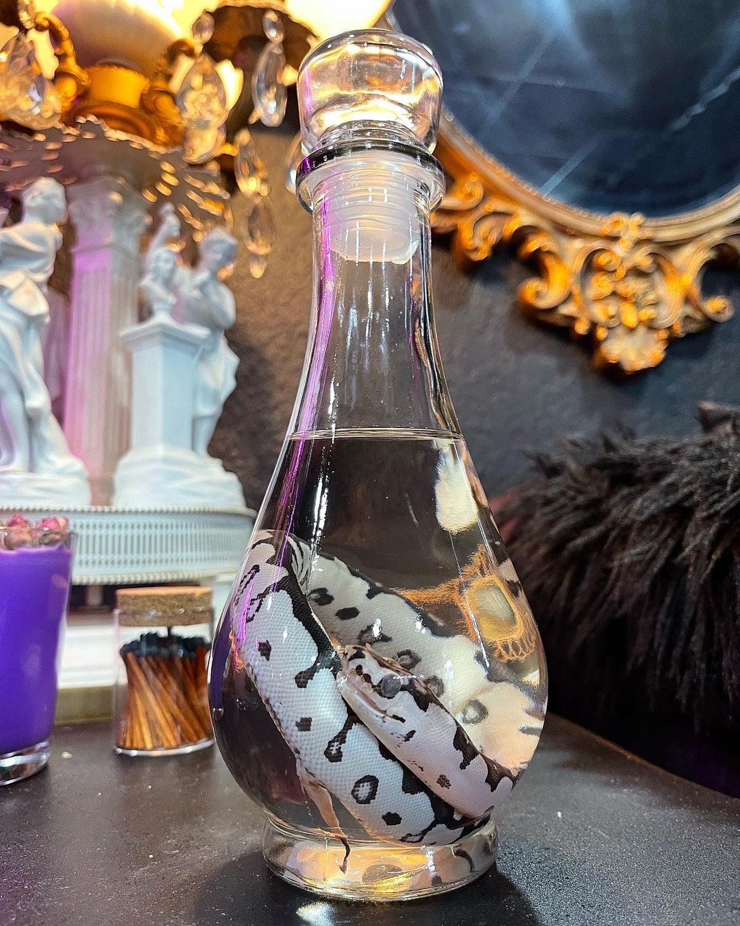 Desert Ghost Axanthic Clown Ball Python/wet Specimen/ethically Sourced ...