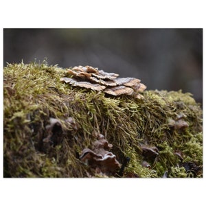 May include: A close-up of a cluster of brown and tan mushrooms growing on a bed of green moss.