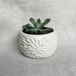 May include: A white ceramic planter with a textured, floral design. A small succulent plant is growing inside the planter.