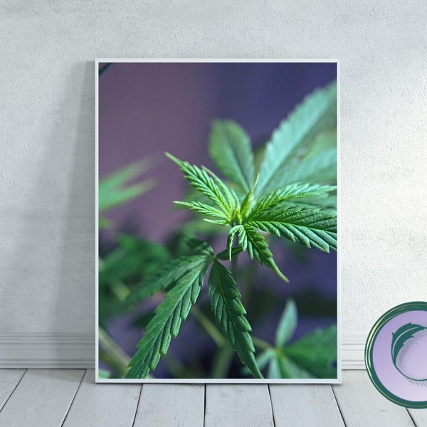 GREEN #4 - Cannabis Plant - Minimalist Modern Photography - Growing Cannabis Plant Photography Art Gift -Plant Based Decor -Digital Download