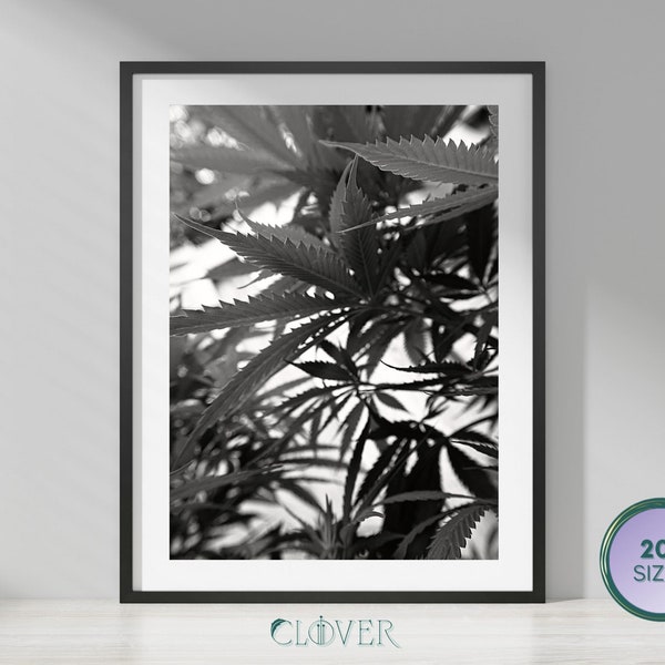 B&W #8 Growing Cannabis Plant - Minimalist Modern Photography - Cannabis Plant Photography Art Gift - Plant Based Decor - Téléchargement numérique