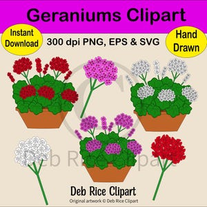Geranios - Flores y tallos en maceta (PNG, EPS, SVG, descarga digital instantánea)