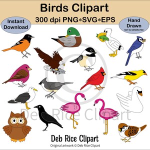 Clipart di uccelli - cardinale, ghiandaia azzurra, pellicano, aquila, corvo, anatra, passero, cardellino, cincia, fringuello viola, fenicottero, PNG, vettore SVG e EPS