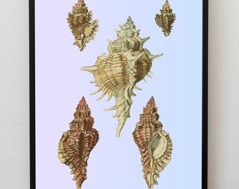Poster Conchiglie