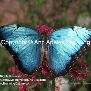 Farfalla Morpho Peleides blu iridescente (1) su carta fotografica lucida premium