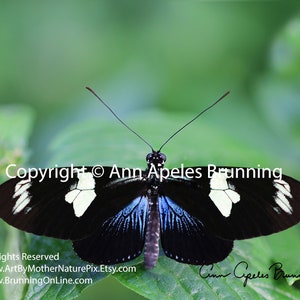 Farfalla Doris Longwing blu (1) su carta fotografica lucida premium