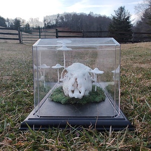 May include: A white sheep skull with a frosted finish is displayed in a clear glass cube with a black base. The skull is surrounded by small white mushrooms on thin stems.