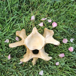 Pelvic bone vertebrae of a cow