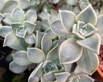 Ghost plant succulent, mother of pearl, live succulent cuttings