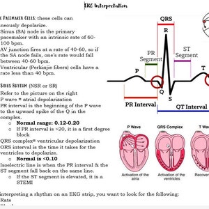 May include: An EKG interpretation diagram with text and illustrations. The diagram includes labeled sections for QRS, PR Interval, and QT Interval, along with diagrams of P Wave, QRS Complex, and T Wave. Text explains intrinsic pacemaker cells and normal sinus rhythm.