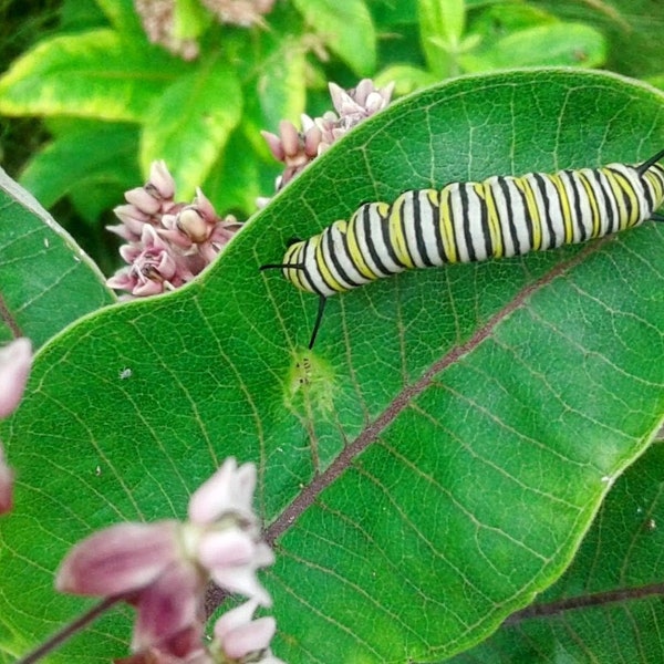 Common Milkweed, Asclepias syiaca, Seeds