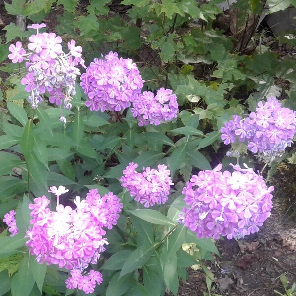 Paars Tall Purple Garden Phlox, Tall White Garden Phlox, SEEDS