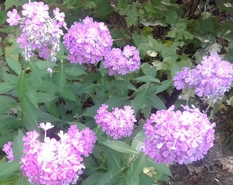 Paars Tall Purple Garden Phlox, Tall White Garden Phlox, SEEDS