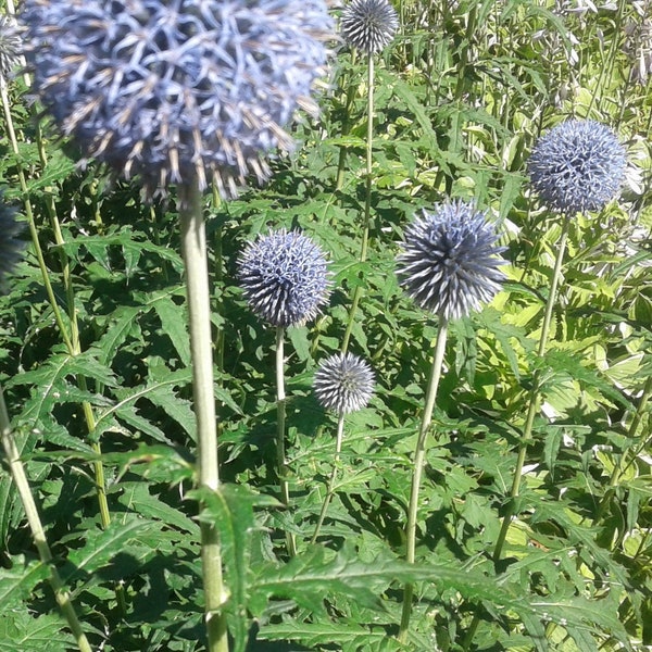 Blue Globe Thistle, UP Grown, ORGANIC, Echinops Ritro, 25 SEEDS, Old Farmstead Heirloom, Perfect for Pollinators, Naturalization