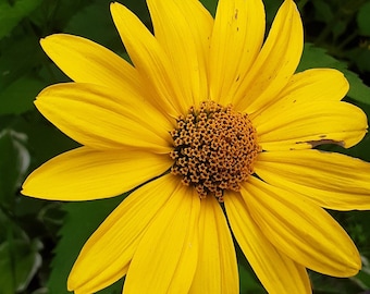 Gold Daisy, Coreopsis palmata, Tickseed