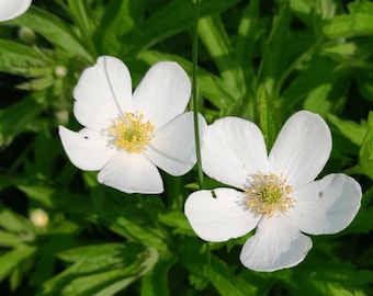 Meadow Anemone SEEDS, Canada Anemone, Rain Gardens, Heirloom, Organic