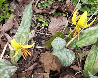 Trout Lily, Erythronium americanum