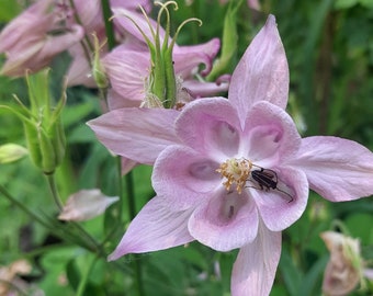Aquilegia Vulgaris, Medium Pink Columbine, 25 SEEDS