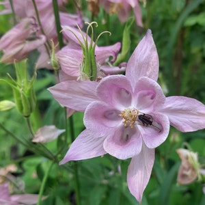 Pull columbine rose store