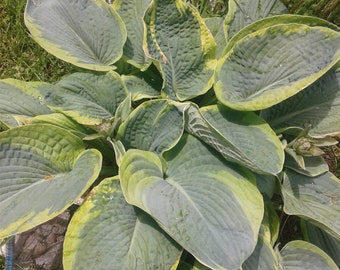 Hosta, Shadowland Wu-La-La Hosta, Plantain Lily