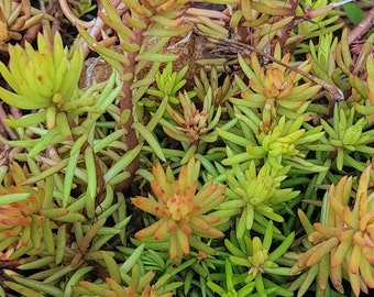 Carpet Sedum Angelina