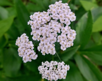 White Common Yarrow, Achillea Millefolium