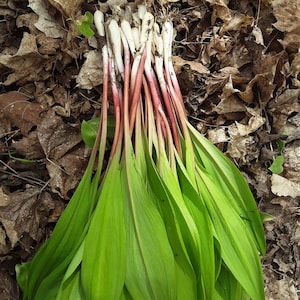 Wild Leeks, Ramps, Allium Tricoccum, Bulbs, Whole Plant FOR Eating or Replanting, Only For The Month of May, Heirloom image 1