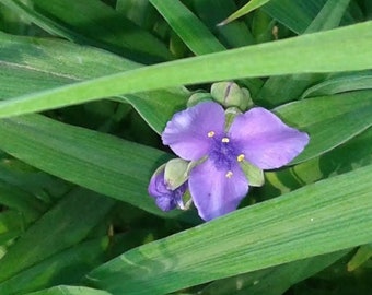 Spiderwort, Tradescantia Spiderwort