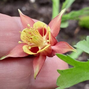 Canadian Columbine, Red and Yellow Columbine