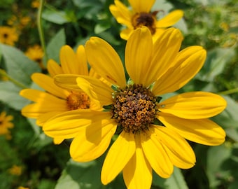 UP Wildflower Starter Pack, 6 Bare Root Plants