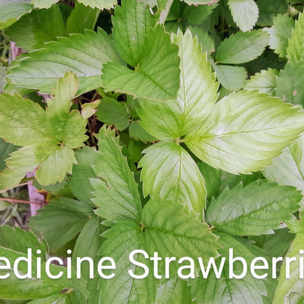 Woodland Wild Strawberries, Wild Strawberry, Fragaria vesca