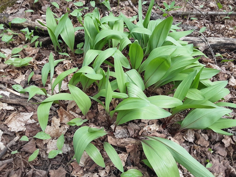 Wild Leeks, Ramps, Allium Tricoccum, Bulbs, Whole Plant FOR Eating or Replanting, Only For The Month of May, Heirloom image 6