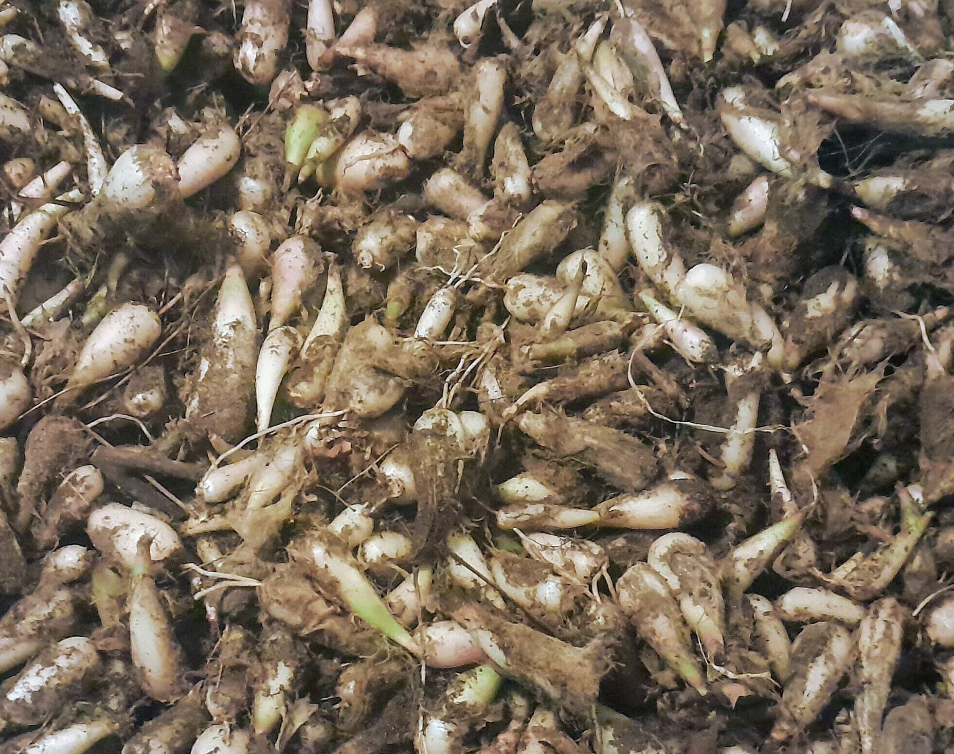 Wild Leek Bulbs, Ramp Bulbs Etsy