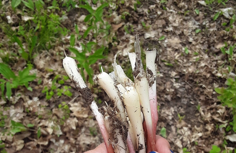 Wild Leeks, Ramps, Allium Tricoccum, Bulbs, Whole Plant FOR Eating or Replanting, Only For The Month of May, Heirloom image 4