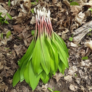 Wild Leeks, Ramps, Allium Tricoccum, Bulbs, Whole Plant FOR Eating or Replanting, Only For The Month of May, Heirloom image 3