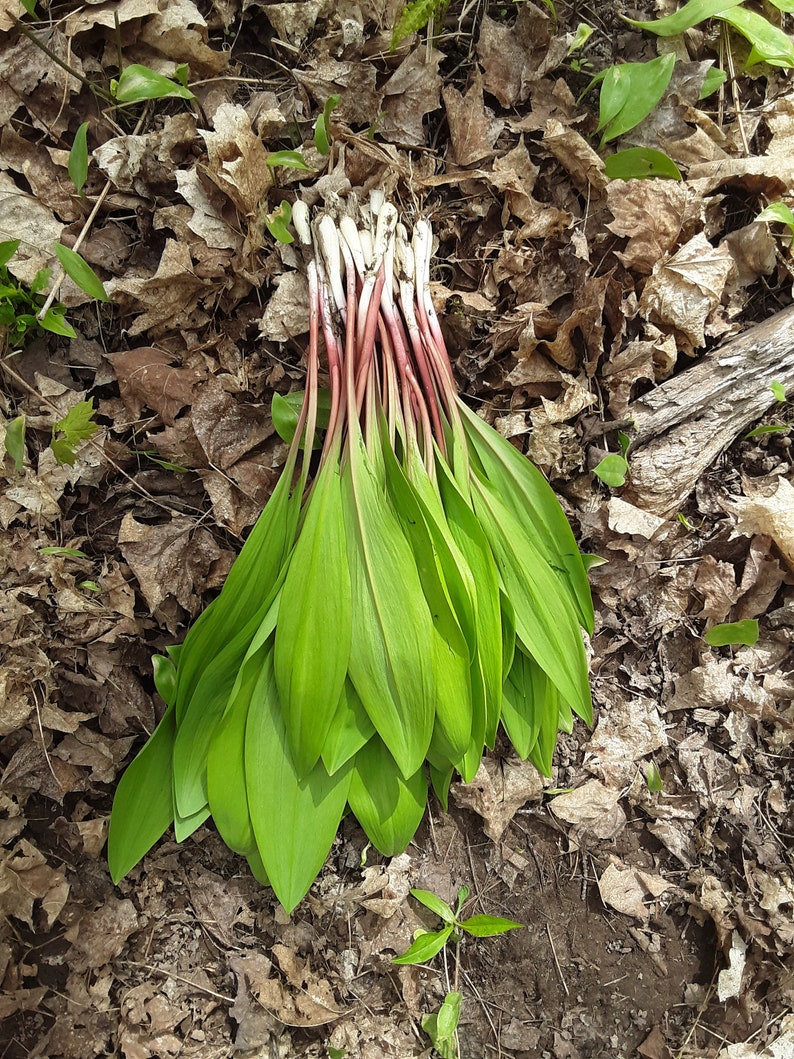 Wild Leeks, Ramps, Allium Tricoccum, Bulbs, Whole Plant FOR Eating or Replanting, Only For The Month of May, Heirloom image 3