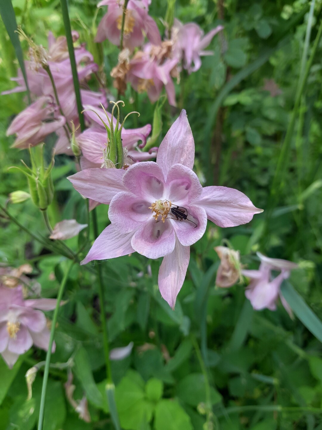 Aquilegia Vulgaris, Medium Pink Columbine, 25 SEEDS Ireland - Main Image