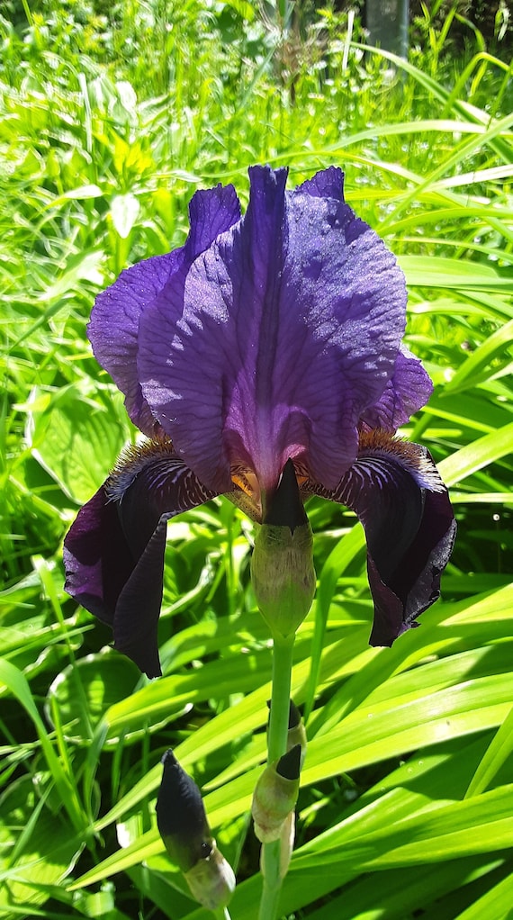 Purple Bearded Iris