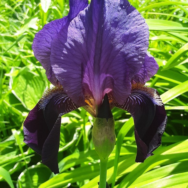 Bearded Iris, Dark Purple