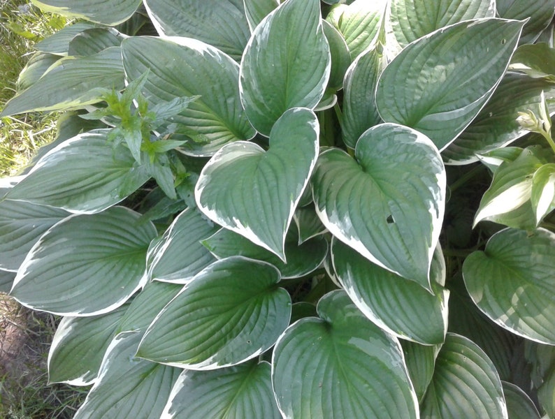 Hosta, Francee Hosta Plantain Lily image 1